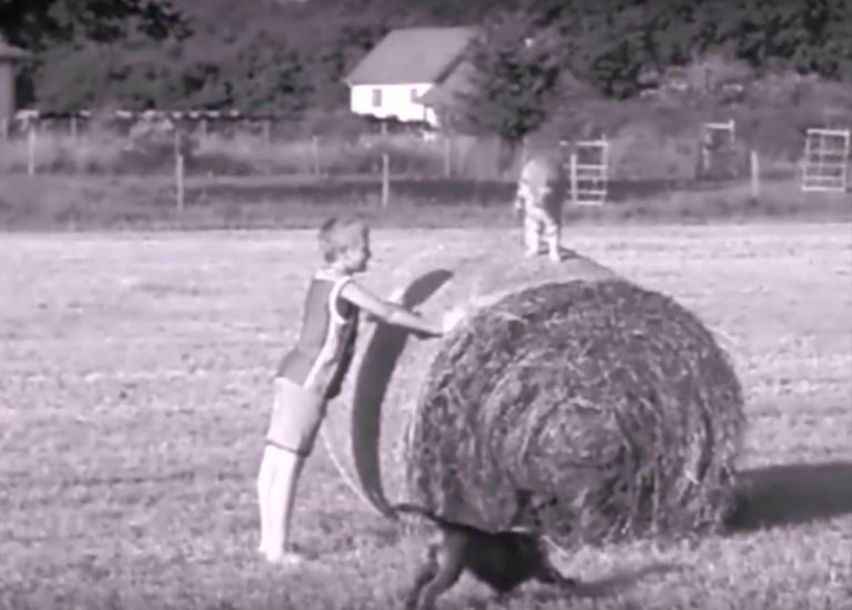 cosmos souvenirs vivant