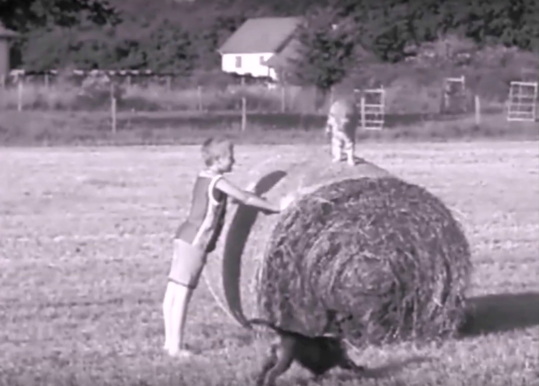 cosmos souvenirs vivant