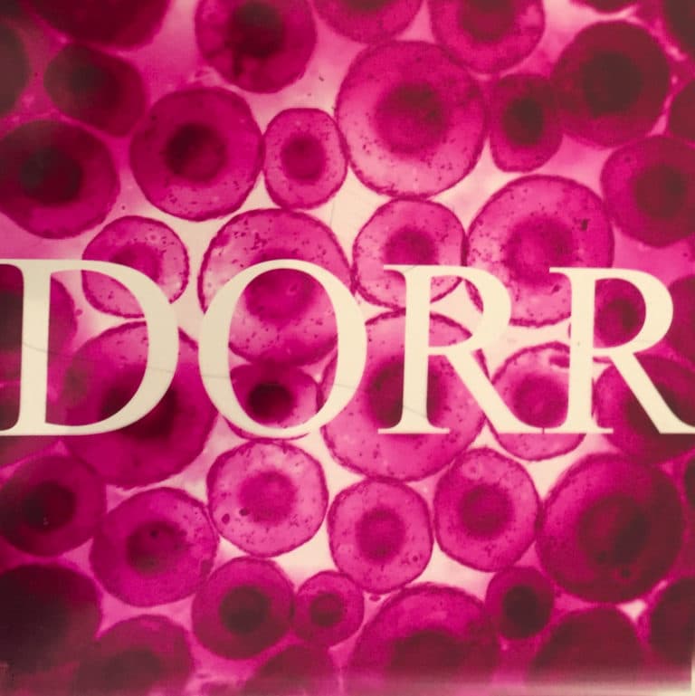 dorr