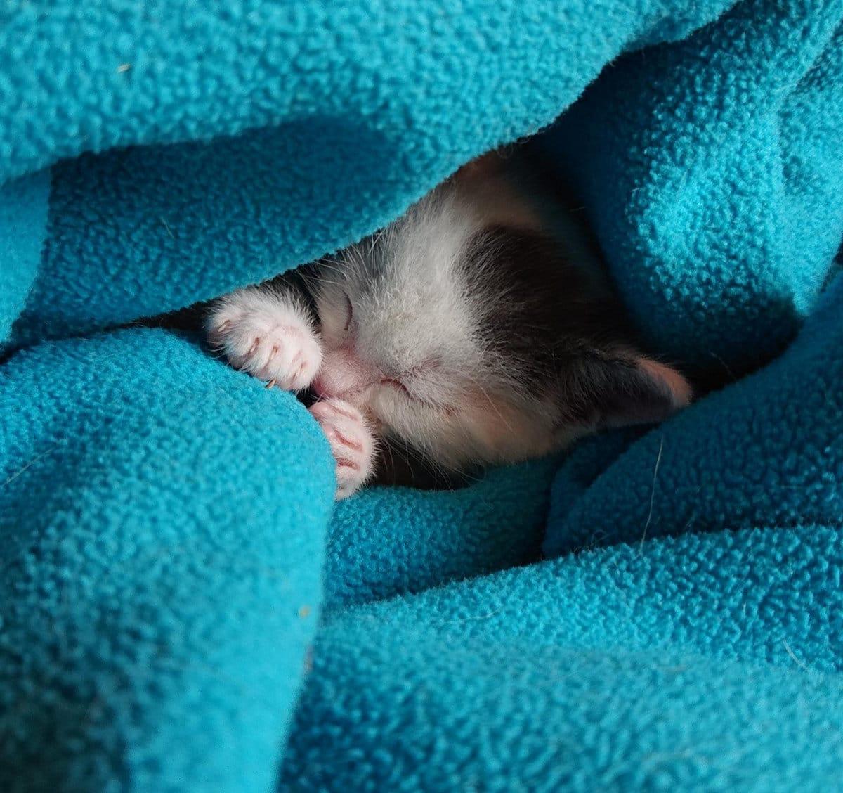 Chien Tsunami Unfinished business 2