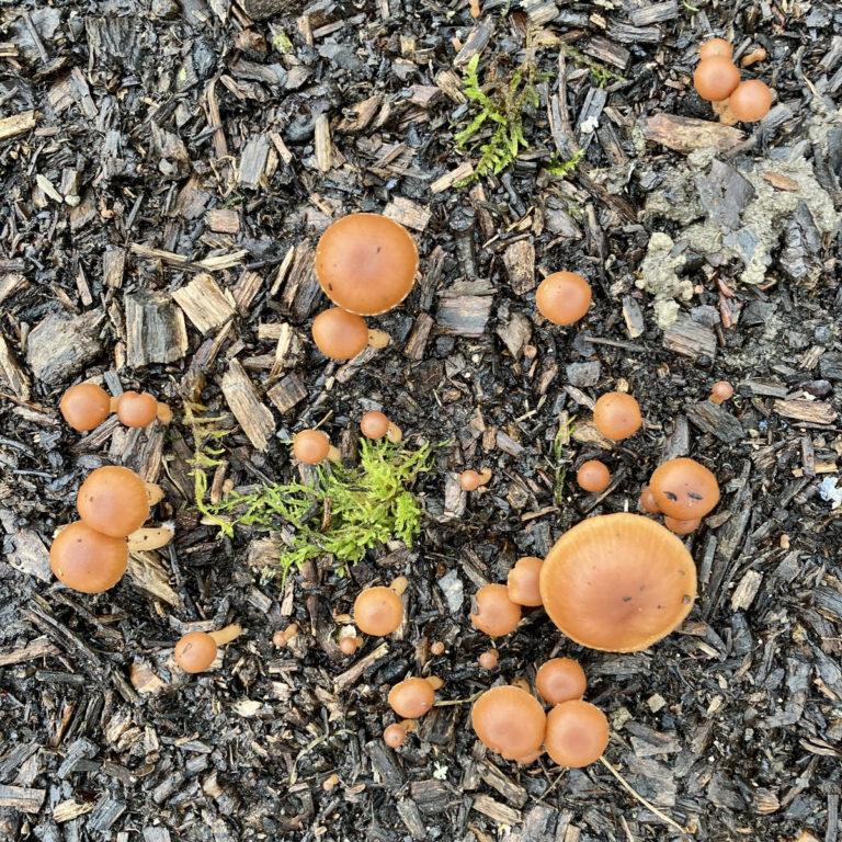 sara afonso textures 77