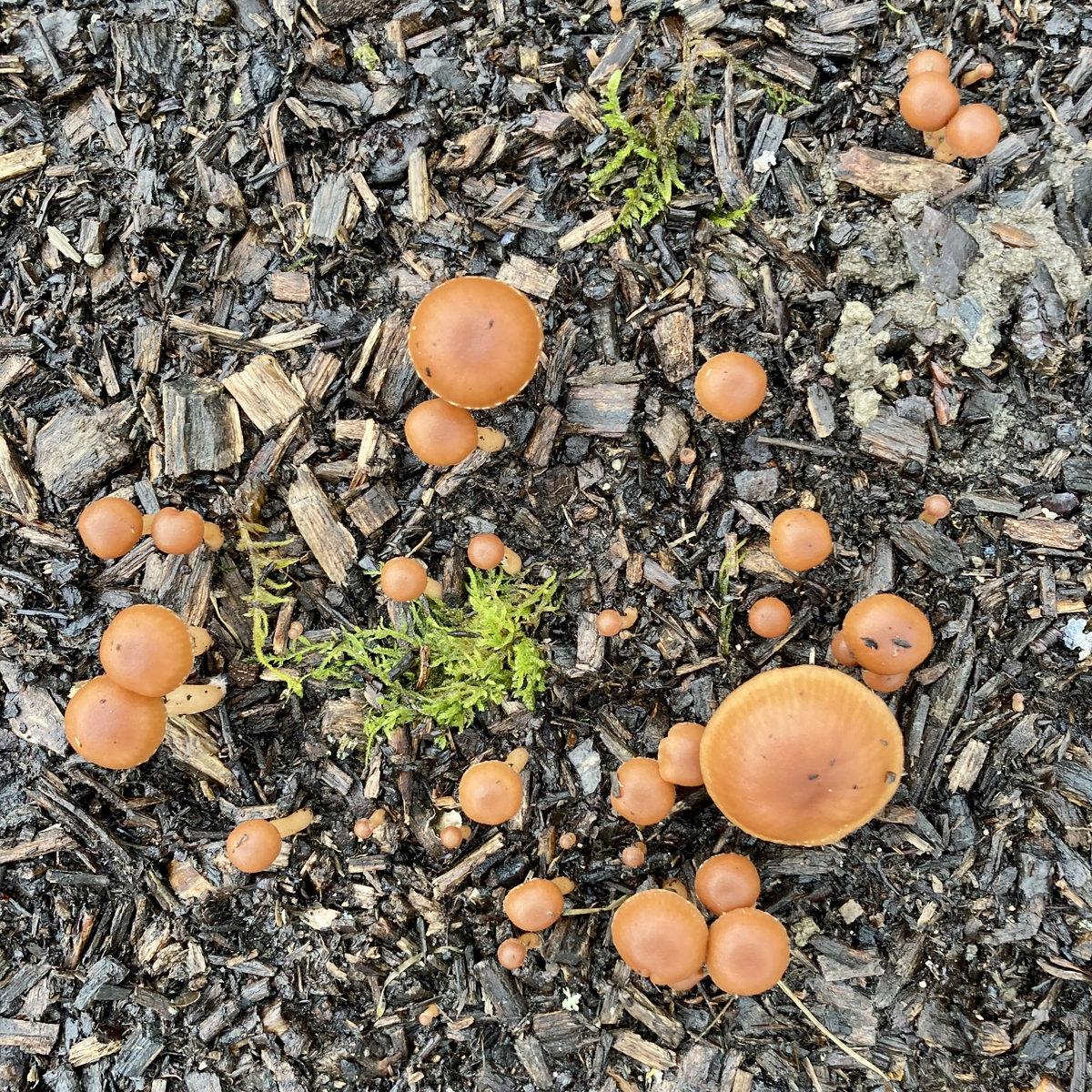 sara afonso textures 77