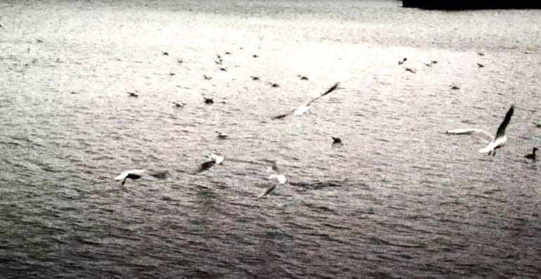 HJ AYALA Le corps sacre