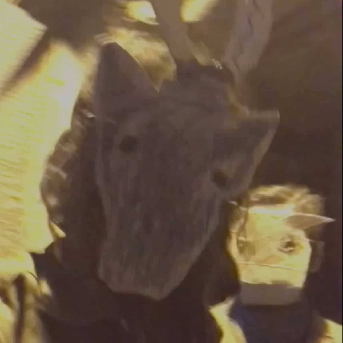 good morning sunshine burned